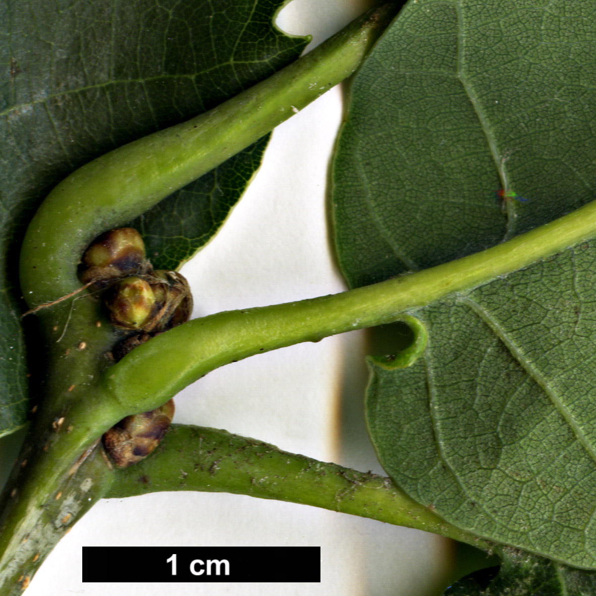 High resolution image: Family: Fagaceae - Genus: Quercus - Taxon: aliena × Q.robur